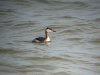 Red-necked Grebe at Southend Pier (Steve Arlow) (69150 bytes) Red-necked Grebe at Southend Pier (Steve Arlow) (69150 bytes)